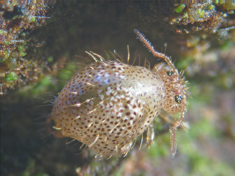 Collembola Simphypleona